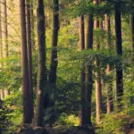 Umsetzung CSRD in Deutschland